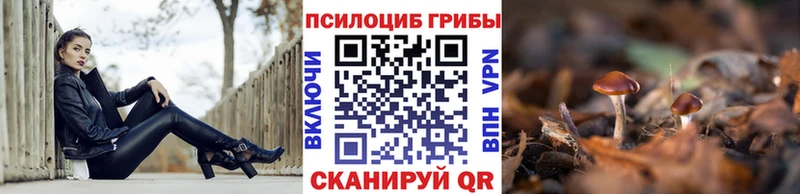 где купить наркотик  Курган  Псилоцибиновые грибы MAGIC MUSHROOMS 